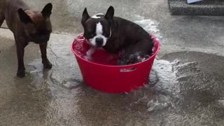 French Bulldog Creates His Own Mini Whirlpool