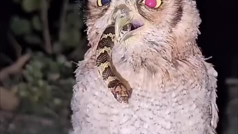 Owl Eating A Snake