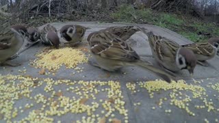 Forest Birdsong Nature Sounds Feeding