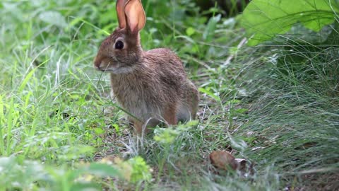 A rabbit that cares about its surroundings and eats