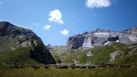 Switzerland nature| nature documentary|#shorts | susantha11