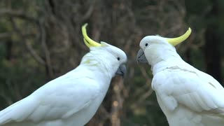 Big white birds caressing each other