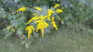 Goldenrod