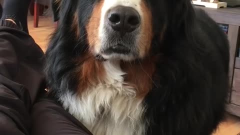 This is what happens when you ignor a Bernese Mountain Dog