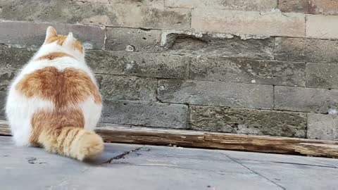 A flowery cat thought on the wall