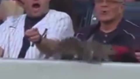 New York Yankees Fans Encountering Wildlife For The First Time
