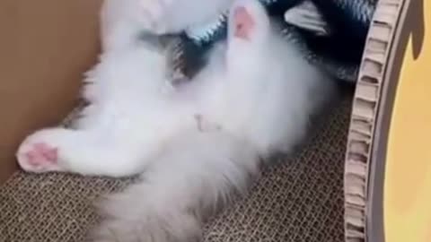 Cutest kitten video