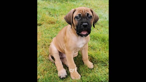 Grace 8 weeks old.... Boerboel & Cane Corso mix