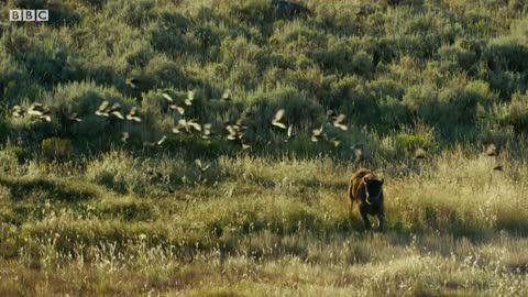 Bison Fight for Mating Rights