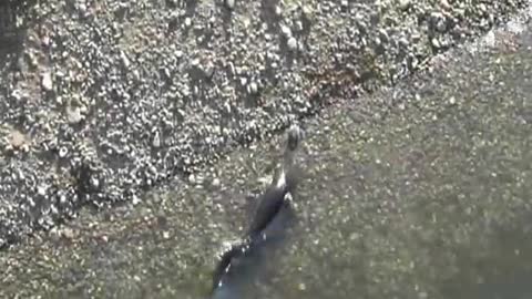 Catfish grabs pigeon