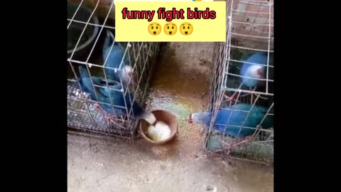 Bird fight🤗🤗🤗