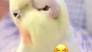 funny parrot my