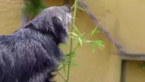 Unsual animal binturong