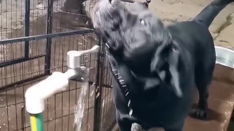 Smart dog drinking water