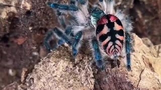 Brazilian jewel tarantula - what a beauty 🥰