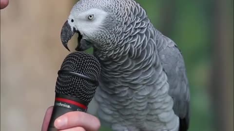 Talking Grey Parrot