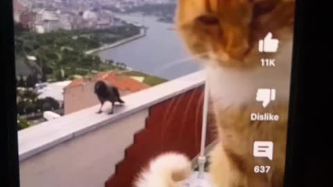 Cat arguing with bird 2023