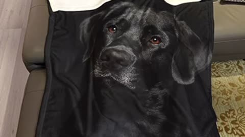 HommomH Black Lab Blanket, Gorgeous Labrador Dog Print, Soft Fluffy Fleece Throw 50"x80"