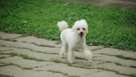 White mini poodle Dog hops joyfully on grassland