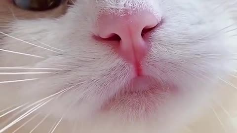 EXTREMELY CUTE CAT