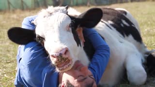 Bull Cuddles Up To The Man Who Saved His Life