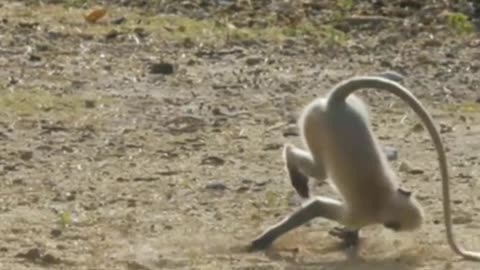 Funniest Monkey - cute and funny monkey videos Full HD