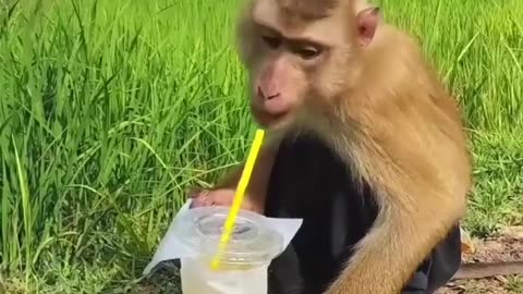Monkey enjoying juice