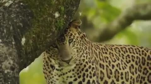 Leopards mark a single tree and use special trees for relaxation