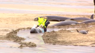 Mass stranding in Scotland kills more than 50 whales