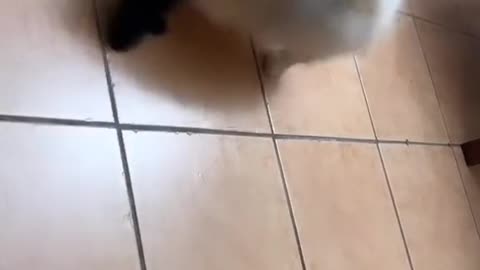 Pomeranian Likes Playing With Socks
