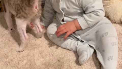 cat play with child