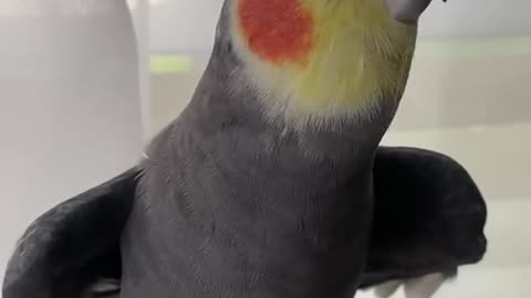 parrot singing