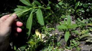 Monarch Butterfly Host Plant, The Intrepid Little Milkweed.