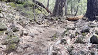 AMAZING Geological Zone & Old Growth Forest Hike – Tamolitch Blue Pool – Central Oregon – 4K