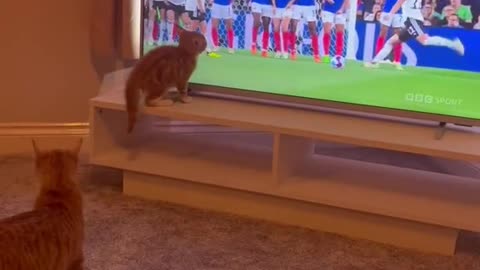 Cat who likes football