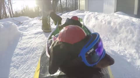 Bobsled Wiener Dogs - BEHIND THE SCENES