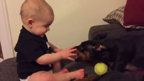 Baby finds dog playing with toy absolutely hilarious