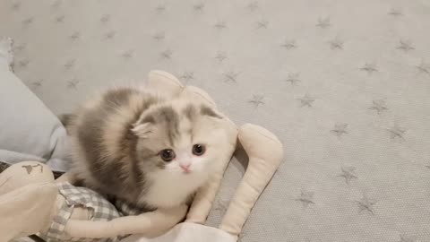cute kitten videos short leg cat- KimsKennelUS