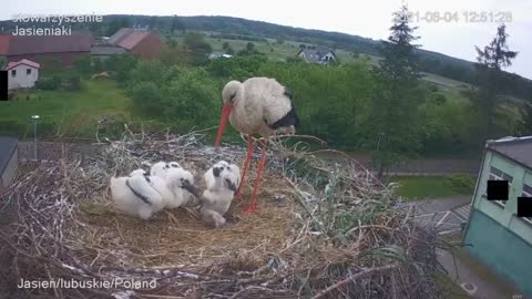 Stork kills chick - A kis fióka szelektálása - Jasienia /polish, lengyel/ - 2021.06.04 #TamasBirds