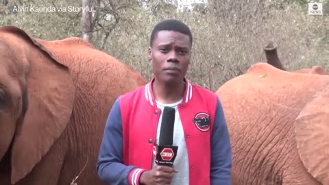 Baby elephant interrupts reporter's piece to camera