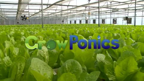 Lettuce Automated Hydroponic System | Best Harvest | Growth.