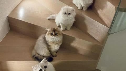 Cute cat's video🥰🥰🥰😍