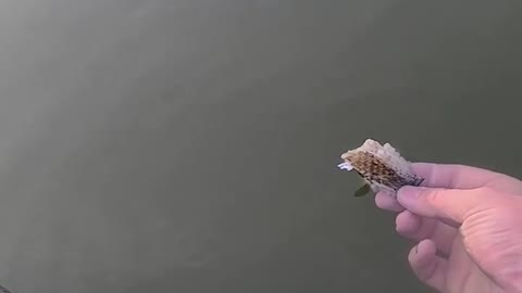 Fisherman hand feeds snake from his kayak | snake attack