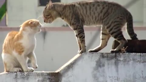 Real Cat Fight ( Watch With Sound) Real Cat Fight ( Watch With Sound)