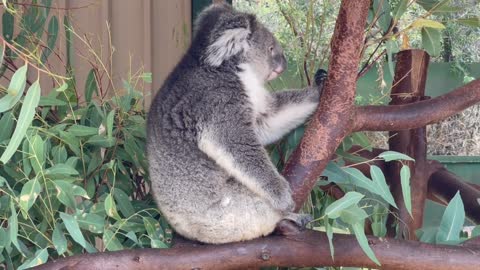 koala bear found around the worldkoala bearreacho ki kisam koalapakistani info tv