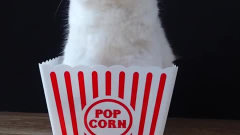 It’s a shame popcorn isn’t as good as the box it comes in.