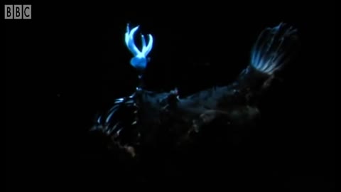 Deep Sea Creatures Exhibit Bioluminescence