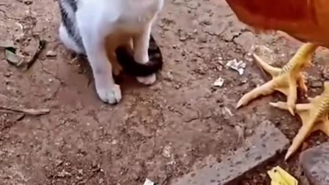 cats vs chicken: watch what happens next end get ready to laugh in 2023