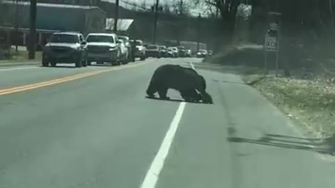 Why Did the Bear Cross The Road??