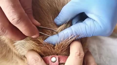 Giant Ticks Out From Dog's Body - Removing Giant Ticks on Dog - Ticks Removal Video (6)